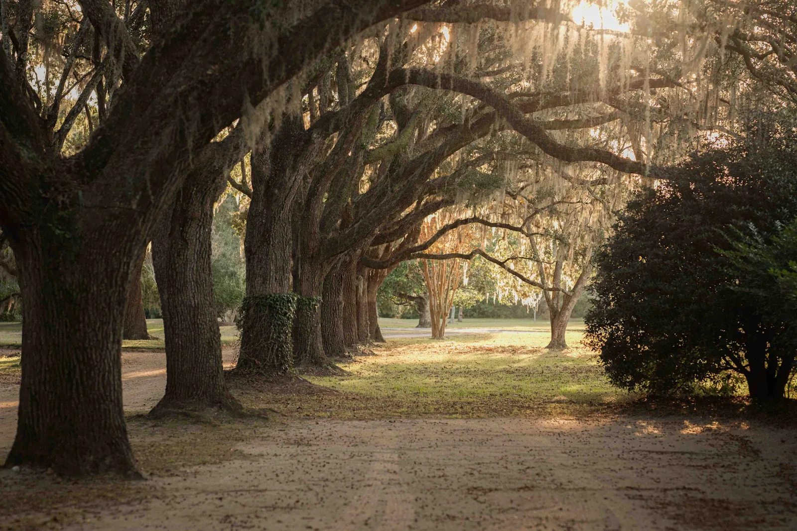 Sunlight through live oaks and Spanish moss in Charleston
