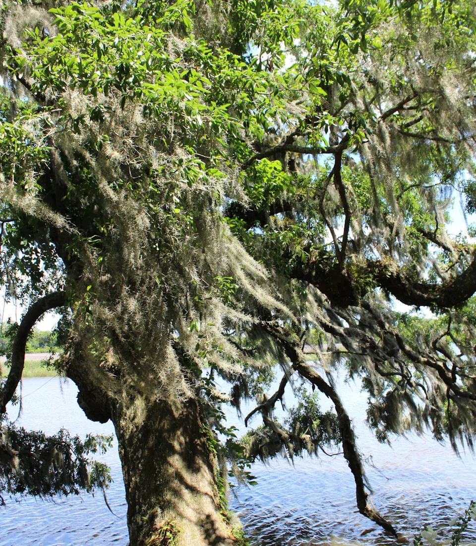 A live oak draped in Spanish moss beside the water in Charleston
